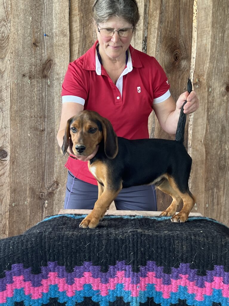 A person holding a young black and brown hound puppy on a table.