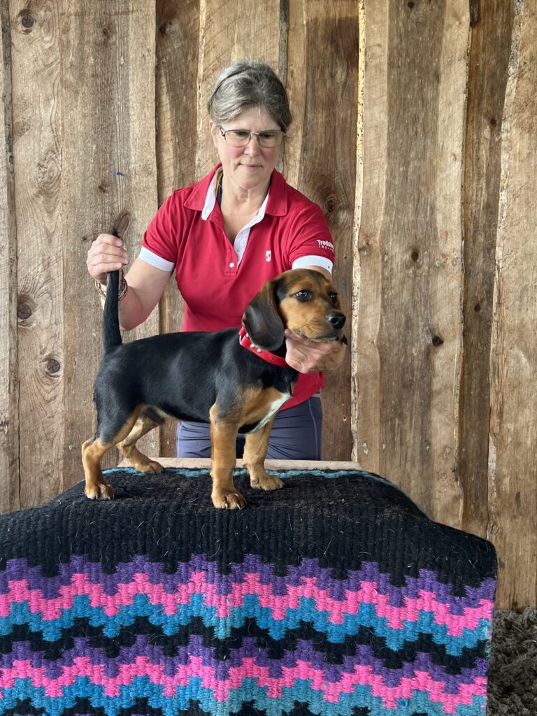 A woman in a red shirt holding a small black and brown dog on a table.
